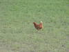 me rovaron la gallina