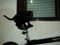 foto de Gato Biker