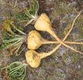 foto de mi pequeo aporte (maca viagra natural)