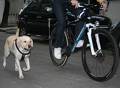 foto de Para disfrutar de tu mascota y del placer de andar en bicicleta