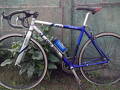 foto de Vendo fire bird