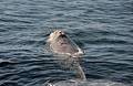 foto de Ballenas Francas, una visita a las divas del Golfo Nuevo.