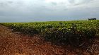 foto de Entrenando por las plantaciones de T 